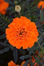 Bonanza Deep Orange Marigold (Tagetes patula 'PAS1220004') at Hunniford Gardens