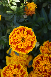 Bonanza Bee Marigold (Tagetes patula 'PAS2258') at Hunniford Gardens