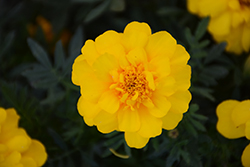 Durango Yellow Marigold (Tagetes patula 'Durango Yellow') at Hunniford Gardens