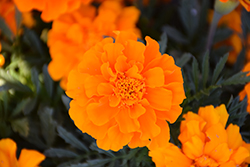 Durango Orange Marigold (Tagetes patula 'Durango Orange') at Hunniford Gardens