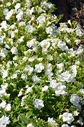 Blanket Double White Petunia (Petunia 'Blanket Double White') at Hunniford Gardens