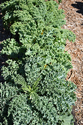 Blue Curled Scotch Kale (Brassica oleracea var. sabellica 'Blue Curled Scotch') at Hunniford Gardens