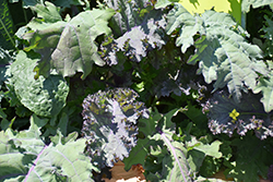 Kale Storm Mixture (Brassica oleracea var. sabellica 'Storm Mixture') at Hunniford Gardens