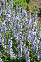 Color Spires Crystal Blue Sage (Salvia nemorosa 'Crystal Blue') at Hunniford Gardens