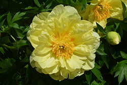 Sequestered Sunshine Peony (Paeonia 'Sequestered Sunshine') at Hunniford Gardens