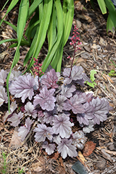 Dolce Silver Gumdrop Coral Bells (Heuchera 'Silver Gumdrop') at Hunniford Gardens