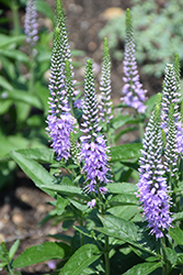 Lavender Lightsaber Speedwell (Veronica 'Lavender Lightsaber') at Hunniford Gardens