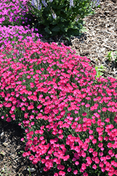 Paint The Town Magenta Pinks (Dianthus 'Paint The Town Magenta') at Hunniford Gardens