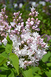 Beauty of Moscow Lilac (Syringa vulgaris 'Beauty of Moscow') at Hunniford Gardens