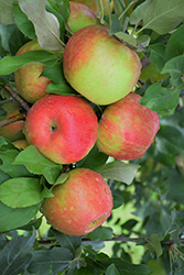 Honeycrisp Apple (Malus 'Honeycrisp') at Hunniford Gardens