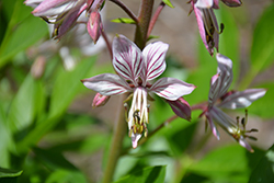 White Gas Plant (Dictamnus albus) at Hunniford Gardens