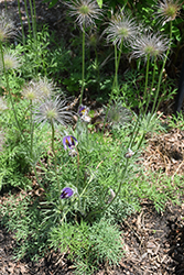 Pasqueflower (Pulsatilla vulgaris) at Hunniford Gardens
