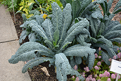 Black Magic Kale (Brassica oleracea var. sabellica 'Black Magic') at Hunniford Gardens
