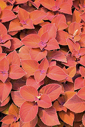 ColorBlaze Sedona Sunset Coleus (Solenostemon scutellarioides 'Sedona Sunset') at Hunniford Gardens