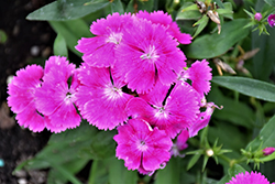 Floral Lace Lilac Pinks (Dianthus 'Floral Lace Lilac') at Hunniford Gardens