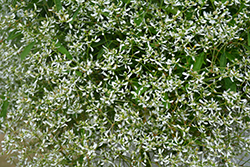 Diamond Frost Euphorbia (Euphorbia 'INNEUPHDIA') at Hunniford Gardens