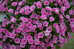Superbells Doublette Love Swept Calibrachoa (Calibrachoa 'USCAL81302') at Hunniford Gardens