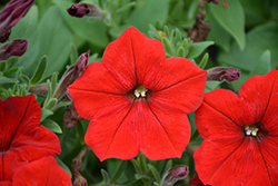 Easy Wave Red Petunia (Petunia 'Easy Wave Red') at Hunniford Gardens