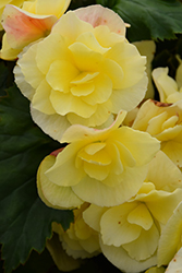 Solenia Yellow Begonia (Begonia x hiemalis 'Solenia Yellow') at Hunniford Gardens