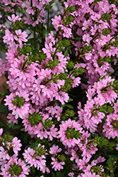 Whirlwind Pink Fan Flower (Scaevola aemula 'Whirlwind Pink') at Hunniford Gardens