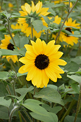 Sunfinity Yellow Dark Center Sunflower (Helianthus 'Sunfinity Yellow Dark Center') at Hunniford Gardens