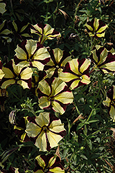 Sunflower Ray Petunia (Petunia 'Sunflower Ray') at Hunniford Gardens