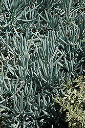 Blue Chalk Sticks (Senecio serpens) at Hunniford Gardens