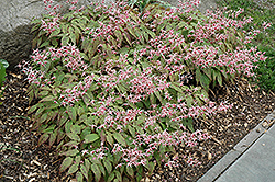 Pink Champagne Fairy Wings (Epimedium 'Pink Champagne') at Hunniford Gardens