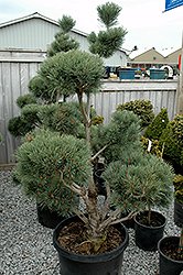 Watereri Scotch Pine (pom pom) (Pinus sylvestris 'Watereri (pom pom)') at Hunniford Gardens