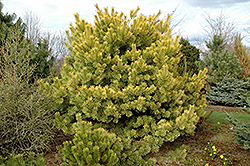Golden Scotch Pine (Pinus sylvestris 'Aurea') at Hunniford Gardens