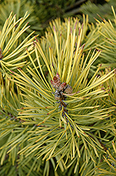 Golden Scotch Pine (Pinus sylvestris 'Aurea') at Hunniford Gardens