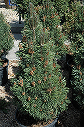 Columnar Mugo Pine (Pinus mugo 'Columnaris') at Hunniford Gardens