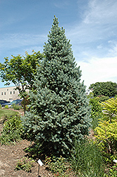 Upright Colorado Spruce (Picea pungens 'Fastigiata') at Hunniford Gardens