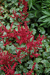 Burgundy Red Astilbe (Astilbe x arendsii 'Burgunderrot') at Hunniford Gardens