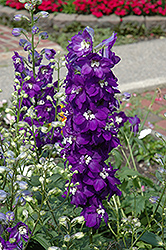 Purple Passion Larkspur (Delphinium 'Purple Passion') at Hunniford Gardens