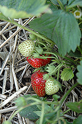 Quinault Strawberry (Fragaria 'Quinault') at Hunniford Gardens