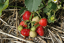 Everbearing Strawberry (Fragaria 'Everbearing') at Hunniford Gardens