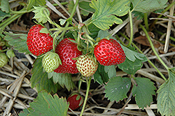 June-Bearing Strawberry (Fragaria 'June-Bearing') at Hunniford Gardens