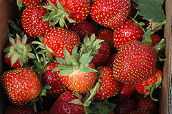 Allstar Strawberry (Fragaria 'Allstar') at Hunniford Gardens