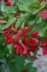 Hot Wings Tatarian Maple (Acer tataricum 'GarAnn') at Hunniford Gardens
