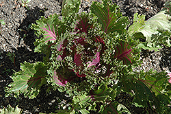 Glamour Red Kale (Brassica oleracea var. acephala 'Glamour Red') at Hunniford Gardens