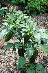 Jalapeno Pepper (Capsicum annuum 'Jalapeno') at Hunniford Gardens