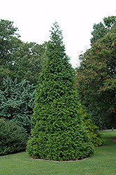 Green Giant Arborvitae (Thuja 'Green Giant') at Hunniford Gardens