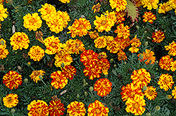 Durango Bolero Marigold (Tagetes patula 'Durango Bolero') at Hunniford Gardens