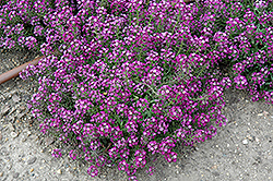Clear Crystal Purple Shades Sweet Alyssum (Lobularia maritima 'Clear Crystal Purple Shades') at Hunniford Gardens