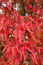 Amur Maple (tree form) (Acer ginnala '(tree form)') at Hunniford Gardens
