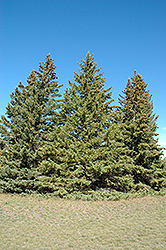 White Spruce (Picea glauca) at Hunniford Gardens