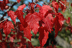 Amur Maple (Acer ginnala) at Hunniford Gardens
