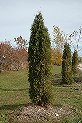 Skybound Arborvitae (Thuja occidentalis 'Skybound') at Hunniford Gardens