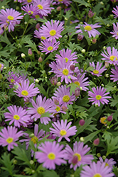 Brasco Violet Brachyscome (Brachyscome angustifolia 'Brasco Violet') at Hunniford Gardens